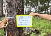 Lâm Đồng chỉ đạo điều tra vụ 52 cây thông 3 lá bị đầu độc