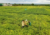 Nông dân tại huyện Cư Jut vững tin gắn bó cùng cây đậu nành
