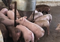 Giá heo hơi hôm nay 2/5/2024: Quảng Ninh triển khai mô hình nuôi lợn hiệu quả