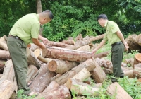 Dấu ấn kiểm lâm trong công cuộc bảo vệ rừng Việt Bắc