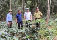Điểm sáng xã hội hóa phong trào trồng rừng