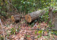 Phát hiện vụ khai thác, vận chuyển gỗ quý tại huyện Xuyên Mộc