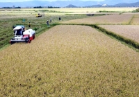 Phú Yên gợi mở doanh nghiệp đầu tư vào lĩnh vực nông nghiệp
