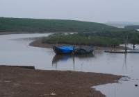 Nam Định yêu cầu khắc phục sự cố 30ha rừng ngập mặn… khát nước