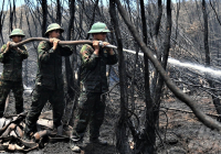 Cháy rừng sản xuất lan sang rừng phòng hộ, thiệt hại hơn 370 ha