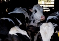 Cúm gia cầm ở bò sữa có thể đã xuất hiện từ cuối năm 2023