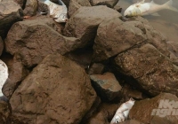 2,5 tấn cá tự nhiên chết nổi dọc sông Đáy