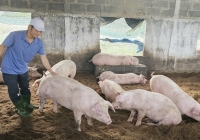 Người nuôi lợn trang trại, gia trại được gỡ nút thắt