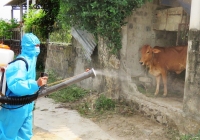 Ngăn chặn bệnh viêm da nổi cục trên đàn bò