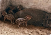 Xuất hiện ổ dịch tả lợn châu Phi tại Quảng Yên