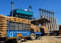 Ấn Độ được dự báo xuất khẩu 18 triệu tấn gạo trong năm 2024 - 2025