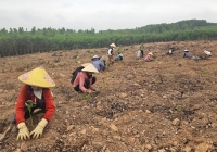 Quảng Bình khẩn trương trồng rừng vụ xuân