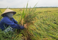 Nhiều diện tích lúa sắp thu hoạch ở Quảng Bình bị đổ rạp do mưa lớn