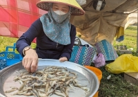 Chuyện ghi bên phá Tam Giang: [Bài 1] Giữa ‘mỏ vàng’ thủy sản nghe chuyện cá tôm