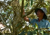 30 cây sầu riêng thu nhập cao hơn 1.000 cây dừa