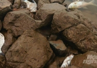 Nam Định tìm nguyên nhân cá chết bất thường hơn chục km dọc sông Đáy