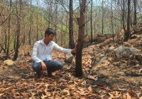 Hơn 100ha rừng keo bị cháy, người dân lâm cảnh trắng tay