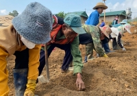 Quy hoạch vùng trồng hoa hồng lớn nhất tỉnh Kon Tum
