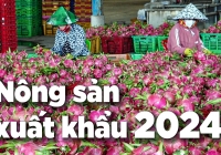 Giá thanh long Bình Thuận tăng mạnh