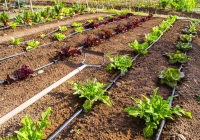 Học hỏi nông nghiệp tiết kiệm nước từ văn hóa của Israel