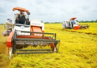 Ngân hàng Thế giới đề xuất cách tiếp cận mới trong sản xuất lúa phát thải thấp