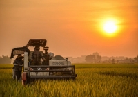 Khi doanh nghiệp 'phá giá' gạo xuất khẩu: Lo ngại đã xuất hiện