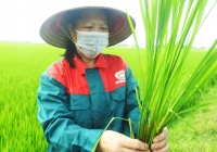 Quế Lâm 'bắt tay' Hà Tĩnh lan tỏa nông nghiệp hữu cơ