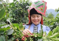 Sử dụng vật tư nông nghiệp có trách nhiệm trong ngành cà phê