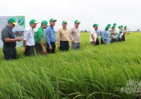 Ngành nông nghiệp Campuchia tham quan mô hình sản xuất lúa thông minh tại ĐBSCL