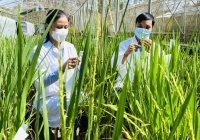 Rủi ro chính sách trong hợp tác công tư nghiên cứu, thương mại giống lúa