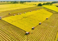 Viện Khoa học Nông nghiệp Việt Nam đã chuyển giao hầu hết các giống lúa chất lượng