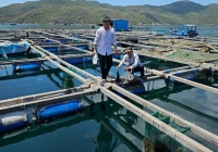 'Báo động đỏ' chất lượng nước 2 vùng nuôi tôm hùm ở Nam Trung bộ