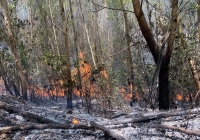 Khánh Hòa: Đã khống chế được đám cháy 60ha rừng và ruộng mía