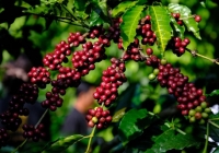 Xuất khẩu cà phê Việt Nam quý II sẽ tăng do nhu cầu thế giới tăng?