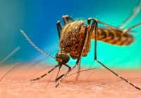 TP.HCM bảo vệ thành quả loại trừ bệnh sốt rét