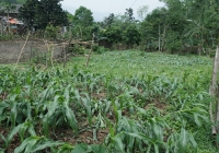 Gần 400ha cây trồng ở Cao Bằng bị ảnh hưởng bởi mưa to, dông lốc