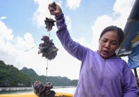 6 khó khăn của ngành nuôi biển Việt Nam