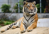 Liên minh bảo tồn hổ toàn cầu đặt mục tiêu huy động thêm 1 tỷ USD