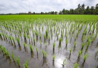 Làm rõ lợi ích giảm phát thải của Đề án 1 triệu ha lúa chất lượng cao