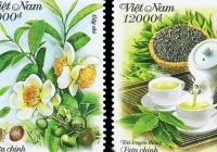 Cây chè Việt Nam lên tem bưu chính