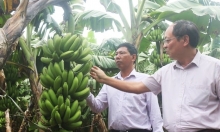 Phú Thọ có 9 mã vùng trồng chuối phục vụ xuất khẩu