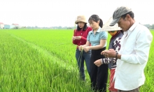 Giống lúa Gia Lộc 26 và Gia Lộc 35 phát triển tốt ở Quảng Trị