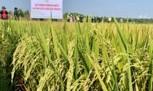 Giống lúa TBR97 làm say đắm nông dân Gia Lai