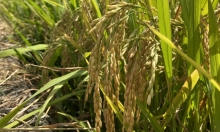 Phân bón sinh học thế hệ mới Agrilong giúp cây lúa khỏe, năng suất cao