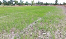 Hàng trăm ha lúa có nguy cơ thiệt hại hoàn toàn do hạn mặn