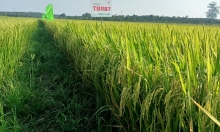 Giống lúa TBR87 cho năng suất 12 tấn lúa tươi/ha tại Đắk Lắk