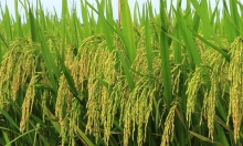'Sàn diễn’ của giống lúa chất lượng cao trong vụ xuân 2024