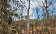 Những cánh rừng khô khốc, trơ trụi lá ở Ninh Thuận