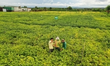 Nông dân tại huyện Cư Jut vững tin gắn bó cùng cây đậu nành