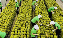 Xuất khẩu rau quả Việt Nam đạt gần 2 tỷ USD từ đầu năm